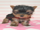 teacup yorkie